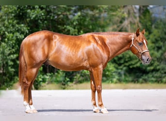 American Quarter Horse, Ruin, 2 Jaar, 141 cm, Vos