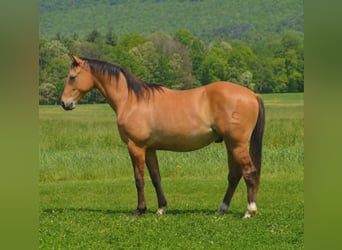 American Quarter Horse, Ruin, 2 Jaar, 142 cm, Falbe