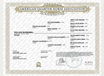American Quarter Horse, Ruin, 2 Jaar, 142 cm, Palomino
