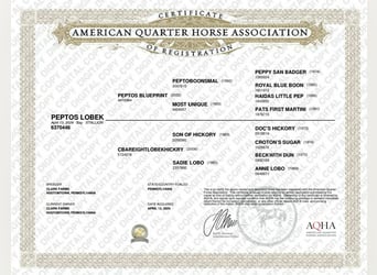 American Quarter Horse, Ruin, 2 Jaar, 142 cm, Roodbruin
