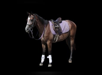 American Quarter Horse, Ruin, 2 Jaar, 142 cm, Roodbruin