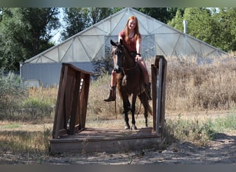 American Quarter Horse, Ruin, 2 Jaar, 142 cm, Roodbruin