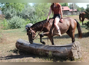 American Quarter Horse, Ruin, 2 Jaar, 142 cm, Roodbruin