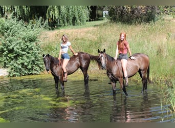American Quarter Horse, Ruin, 2 Jaar, 142 cm, Roodbruin