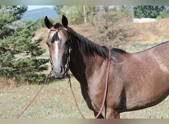 American Quarter Horse, Ruin, 2 Jaar, 142 cm, Roodbruin