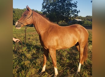 American Quarter Horse, Ruin, 2 Jaar, 142 cm, Roodvos