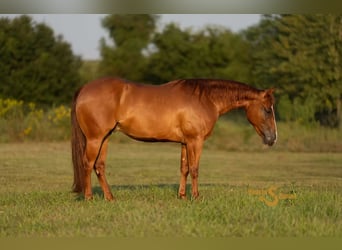 American Quarter Horse, Ruin, 2 Jaar, 142 cm, Roodvos