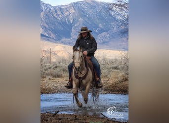 American Quarter Horse, Ruin, 2 Jaar, 145 cm, Buckskin