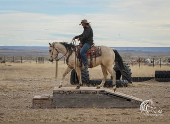 American Quarter Horse, Ruin, 2 Jaar, 145 cm, Buckskin