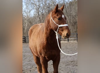 American Quarter Horse, Ruin, 2 Jaar, 147 cm, Roodvos