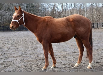 American Quarter Horse, Ruin, 2 Jaar, 147 cm, Roodvos