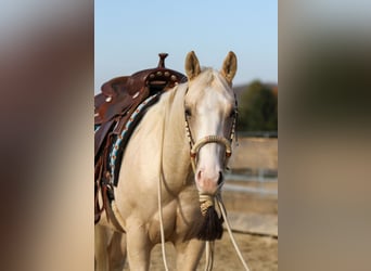 American Quarter Horse, Ruin, 2 Jaar, 148 cm, Falbe