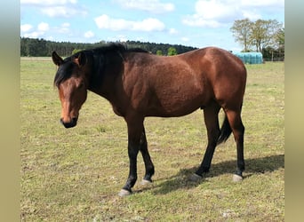 American Quarter Horse, Ruin, 2 Jaar, 150 cm, Brauner
