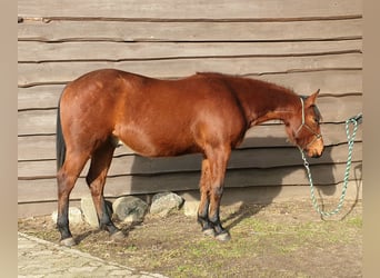 American Quarter Horse, Ruin, 2 Jaar, 150 cm, Brauner