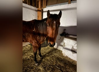 American Quarter Horse, Ruin, 2 Jaar, 150 cm, Bruin