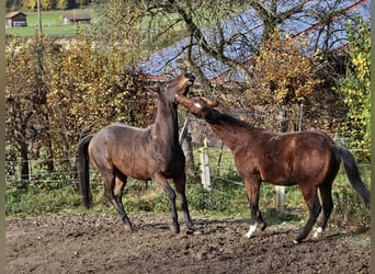 American Quarter Horse, Ruin, 2 Jaar, 150 cm, Bruin