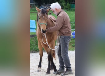 American Quarter Horse, Ruin, 2 Jaar, 150 cm, Buckskin