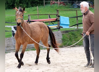 American Quarter Horse, Ruin, 2 Jaar, 150 cm, Buckskin