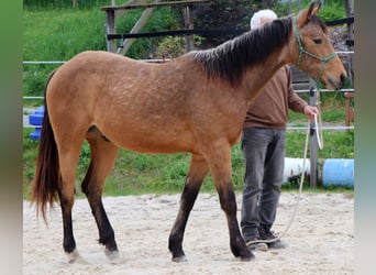 American Quarter Horse, Ruin, 2 Jaar, 150 cm, Buckskin