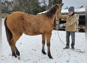 American Quarter Horse, Ruin, 2 Jaar, 150 cm, Buckskin