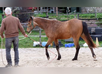 American Quarter Horse, Ruin, 2 Jaar, 150 cm, Buckskin