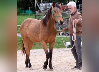 American Quarter Horse, Ruin, 2 Jaar, 150 cm, Buckskin