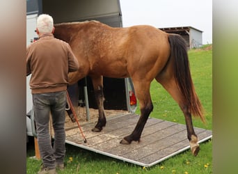 American Quarter Horse, Ruin, 2 Jaar, 150 cm, Buckskin