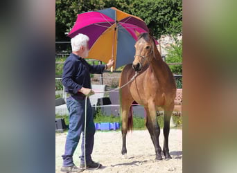 American Quarter Horse, Ruin, 2 Jaar, 150 cm, Buckskin