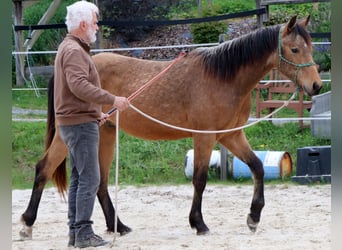 American Quarter Horse, Ruin, 2 Jaar, 150 cm, Buckskin