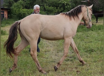 American Quarter Horse, Ruin, 2 Jaar, 150 cm, Champagne