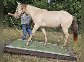 American Quarter Horse, Ruin, 2 Jaar, 150 cm, Champagne