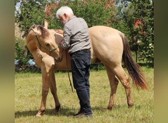 American Quarter Horse, Ruin, 2 Jaar, 150 cm, Champagne