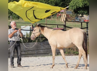 American Quarter Horse, Ruin, 2 Jaar, 150 cm, Champagne