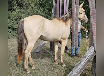 American Quarter Horse, Ruin, 2 Jaar, 150 cm, Champagne