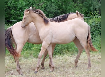 American Quarter Horse, Ruin, 2 Jaar, 150 cm, Champagne