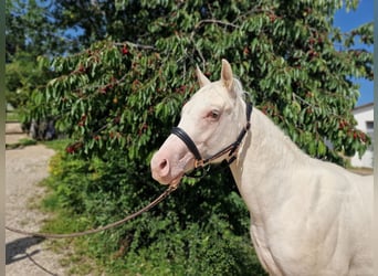 American Quarter Horse, Ruin, 2 Jaar, 150 cm, Champagne