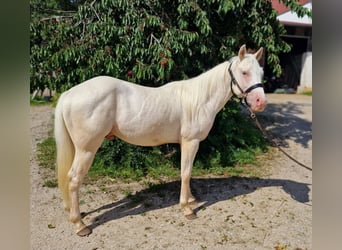 American Quarter Horse, Ruin, 2 Jaar, 150 cm, Champagne