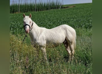 American Quarter Horse, Ruin, 2 Jaar, 150 cm, Champagne