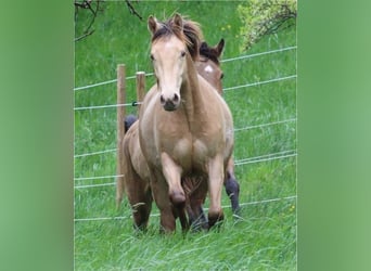 American Quarter Horse Mix, Ruin, 2 Jaar, 150 cm, Champagne