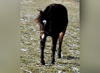 American Quarter Horse, Ruin, 2 Jaar, 150 cm, Donkerbruin