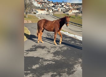 American Quarter Horse, Ruin, 2 Jaar, 150 cm, Donkere-vos