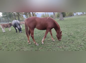 American Quarter Horse, Ruin, 2 Jaar, 150 cm, Donkere-vos