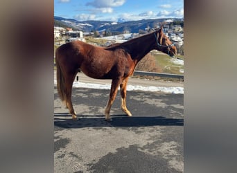 American Quarter Horse, Ruin, 2 Jaar, 150 cm, Donkere-vos