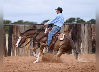 American Quarter Horse, Ruin, 2 Jaar, 150 cm, Palomino