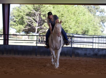 American Quarter Horse, Ruin, 2 Jaar, 150 cm, Perlino