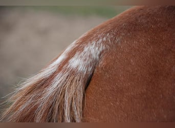 American Quarter Horse, Ruin, 2 Jaar, 150 cm, Rabicano