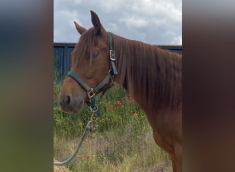 American Quarter Horse, Ruin, 2 Jaar, 150 cm, Rabicano