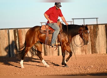 American Quarter Horse, Ruin, 2 Jaar, 150 cm, Roodbruin