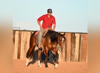 American Quarter Horse, Ruin, 2 Jaar, 150 cm, Roodbruin