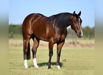 American Quarter Horse, Ruin, 2 Jaar, 150 cm, Roodbruin